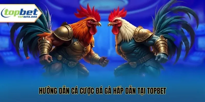 Hướng dẫn cá cược đá gà hấp dẫn tại Topbet